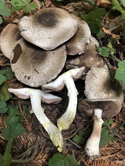 Agaricus buckmacadooi