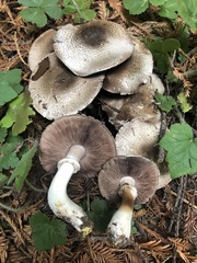 Agaricus buckmacadooi