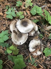 Agaricus buckmacadooi