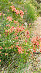 Glischrocaryon behrii