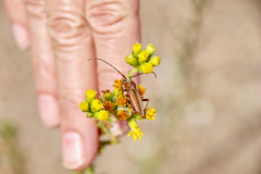 Crossidius testaceus