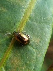 Psylliodes brettinghami