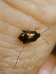 Psylliodes brettinghami