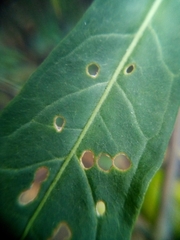 Psylliodes brettinghami