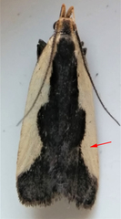 Dichomeris inserrata