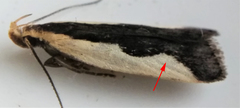 Dichomeris inserrata