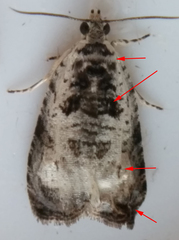 Olethreutes malana