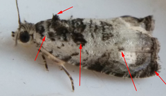Olethreutes malana