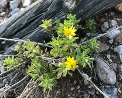 Heterotheca villosa villosa