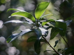 Sideroxylon foetidissimum