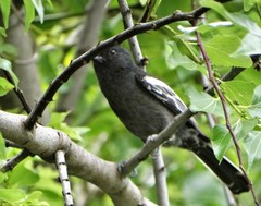 Melaniparus niger niger