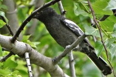 Melaniparus niger niger