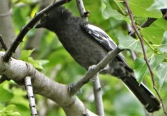 Melaniparus niger niger