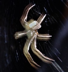 Cyphalonotus