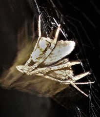 Cyphalonotus