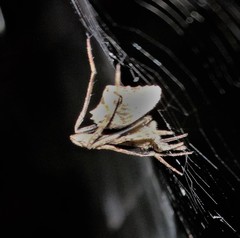 Cyphalonotus
