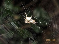 Cyphalonotus