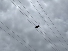 Pteropus poliocephalus