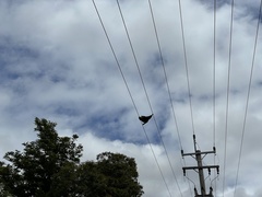 Pteropus poliocephalus