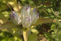 Gentiana × pallidocyanea