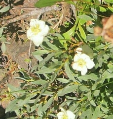 Parnassia palustris