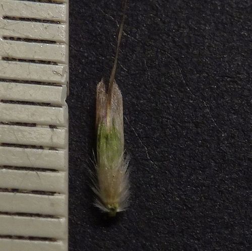 Plinthanthesis urvillei