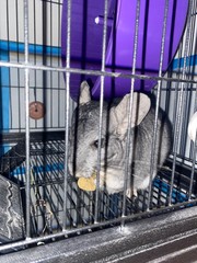 Chinchilla