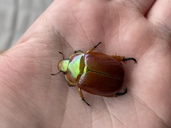 Anoplognathus viriditarsis