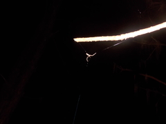 Miagrammopes guttatus