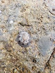Cellana radians