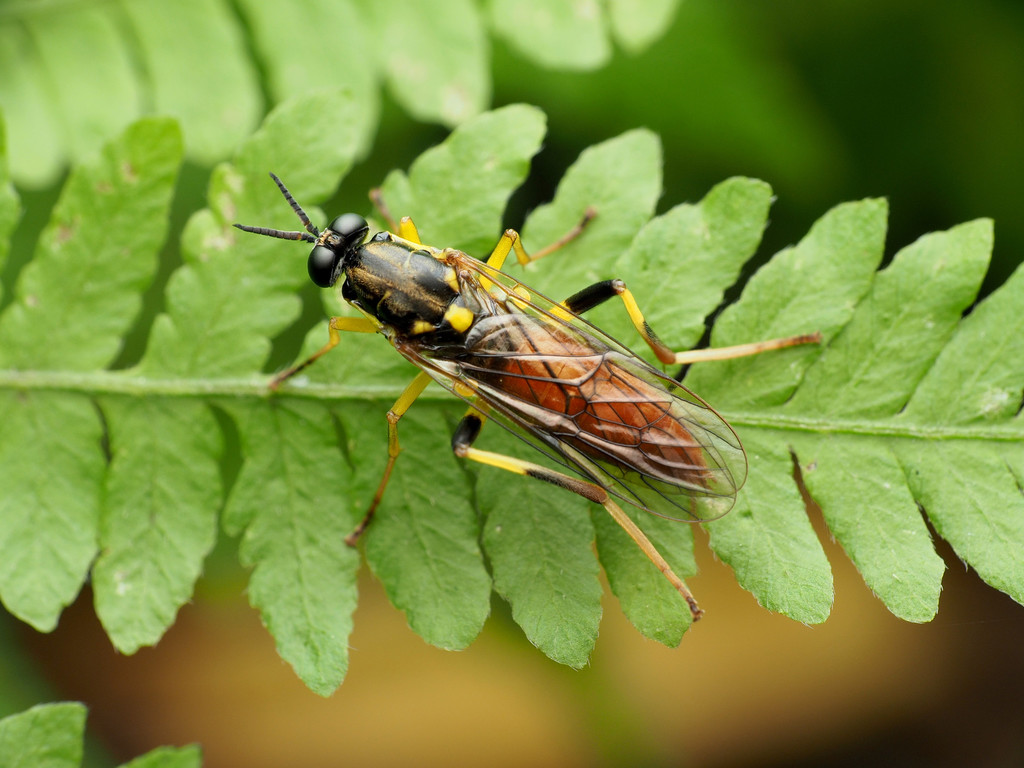 Xylomya simillima