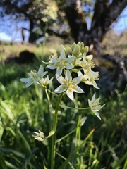 Toxicoscordion fontanum