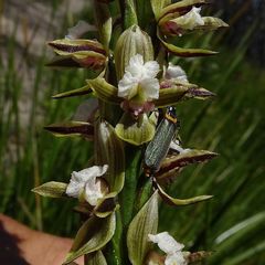 Prasophyllum australe