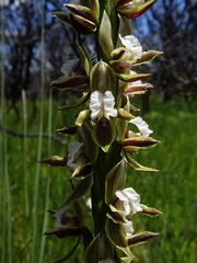 Prasophyllum australe