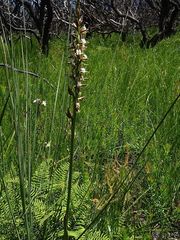 Prasophyllum australe