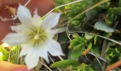 Gentiana newberryi