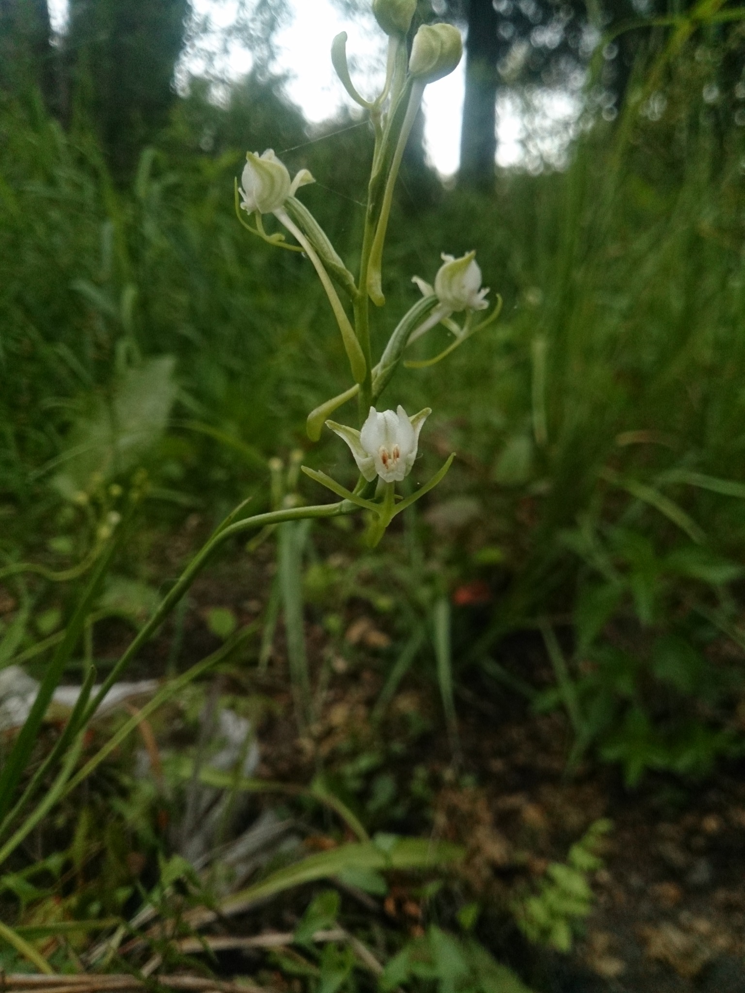 Habenaria sagittifera