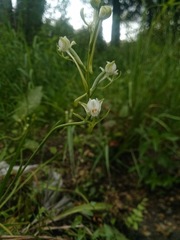 Habenaria sagittifera