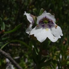 Prostanthera saxicola montana