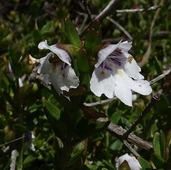 Prostanthera saxicola montana