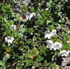 Prostanthera saxicola montana