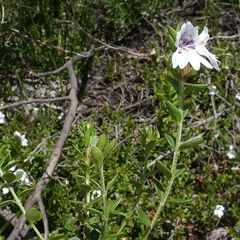 Prostanthera saxicola montana