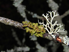 Tuckermanopsis sepincola
