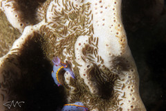 Polydorella