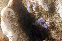 Polydorella