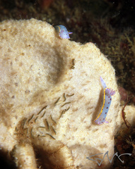 Polydorella