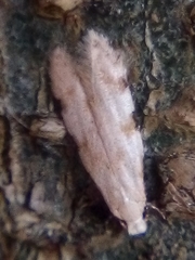 Endophthora omogramma