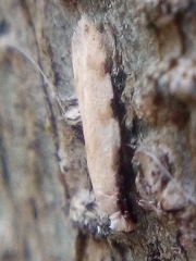 Endophthora omogramma