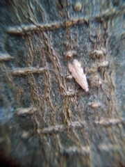 Endophthora omogramma