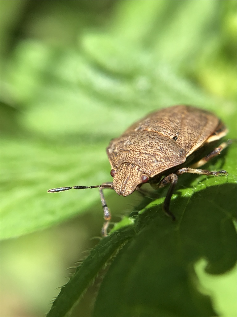 Paradictyotus fuscus